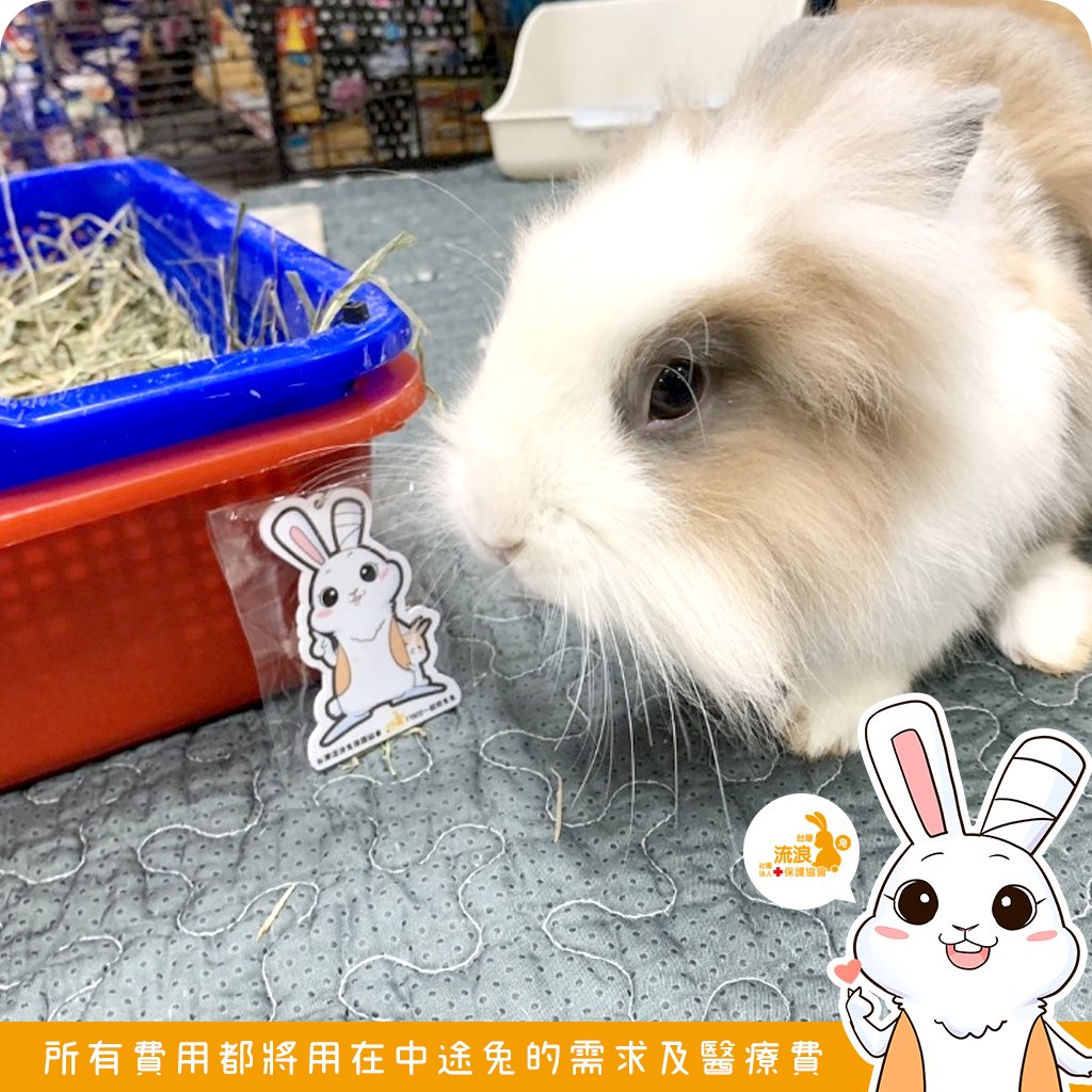 浪兔 icash2.0卡 造型卡 鑰匙圈